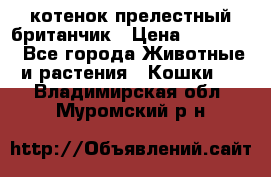 котенок прелестный британчик › Цена ­ 12 000 - Все города Животные и растения » Кошки   . Владимирская обл.,Муромский р-н